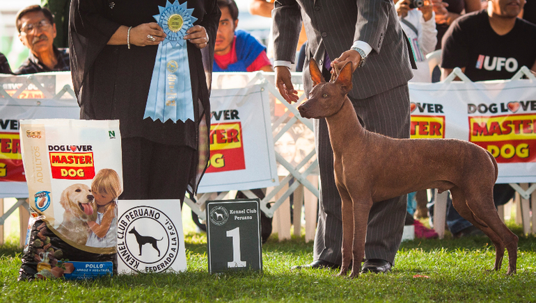 Выставки собак в Перу
