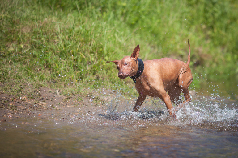 Вот так весело на речке!