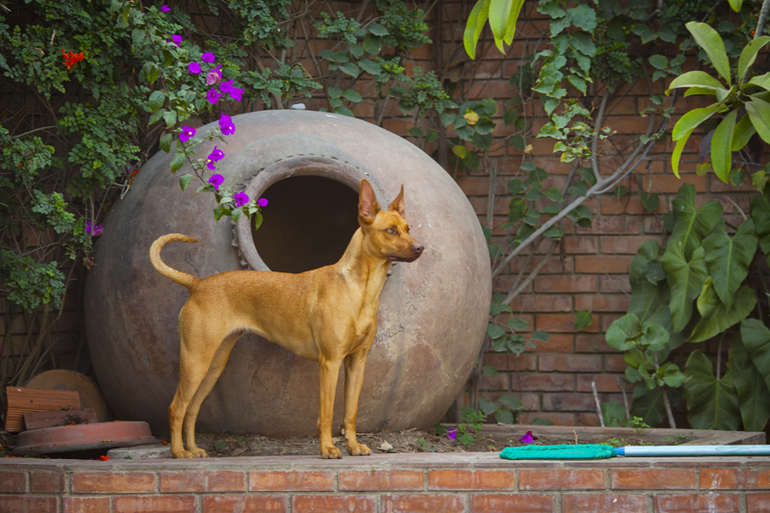 Что за прекрасные собаки!