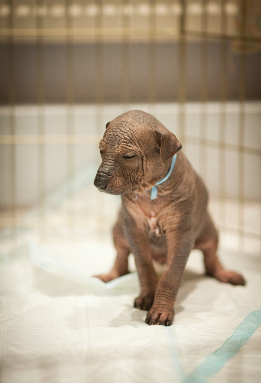 Очаровательная девочка Ксолоитцкуинтли