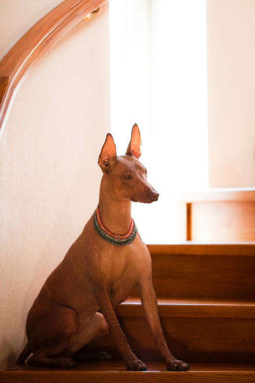 Фарра и Гемма