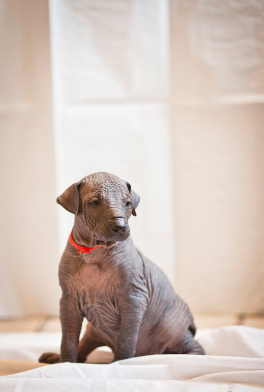 Прекрасный малыш ксоло))