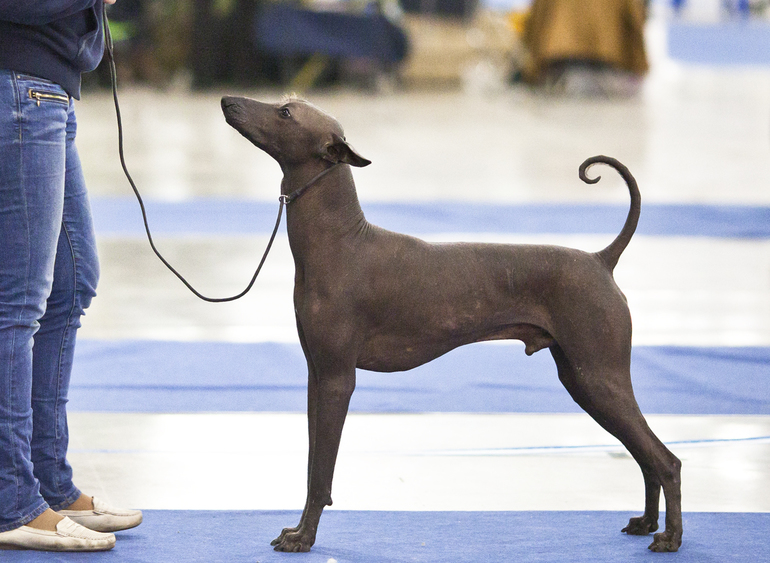 Хорош Арно!