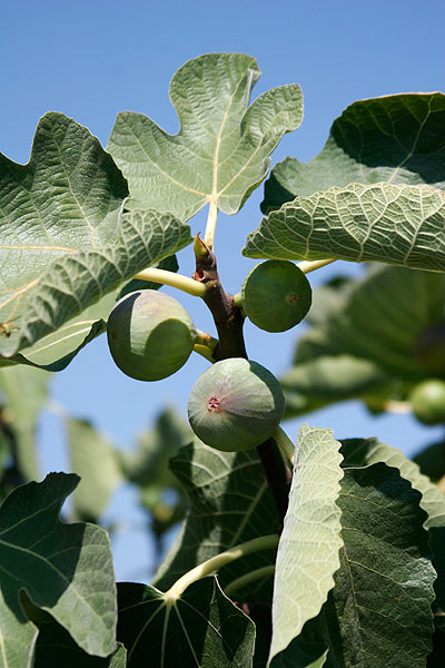 О поездках, Святынях, встречах и впечатлениях на Кипре. 2013 г.