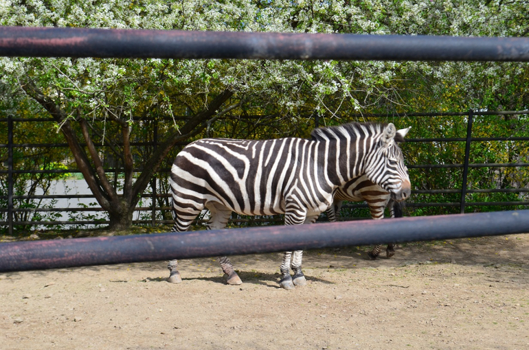 Прага 12-19 апреля 2014 год