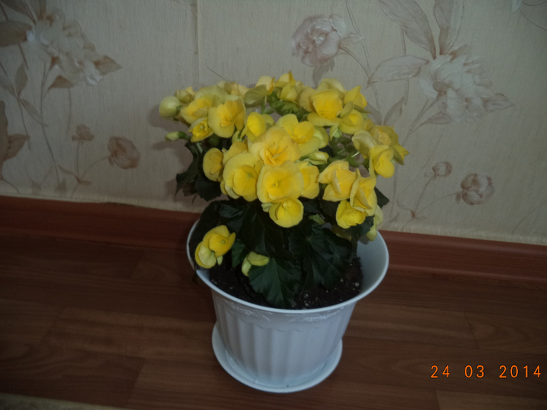 Мои цветочки.