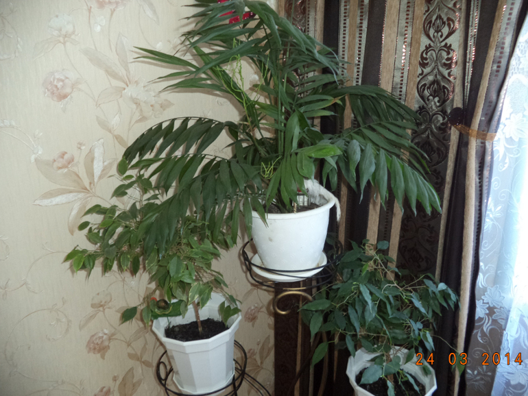 Мои цветочки.