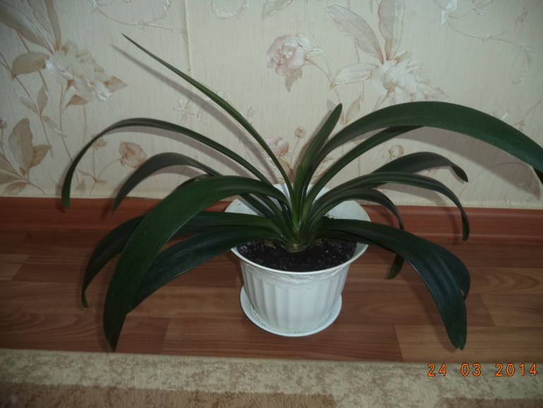 Мои цветочки.