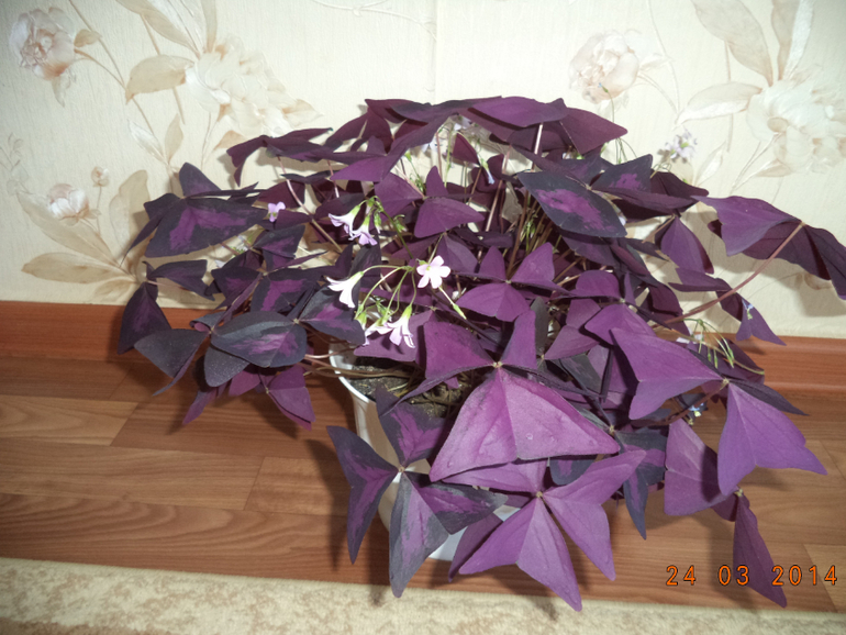 Мои цветочки.