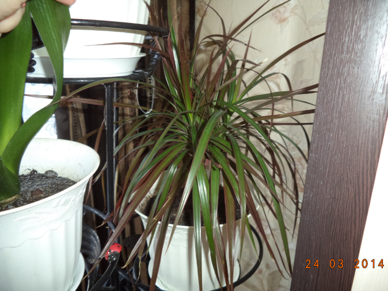 Мои цветочки.