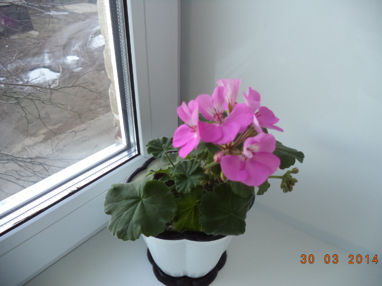 Мои цветочки.