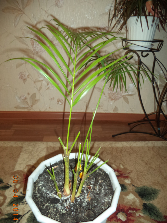 Мои цветочки.