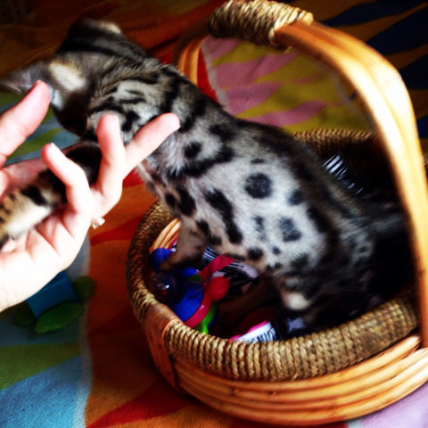 Бенгальские котята