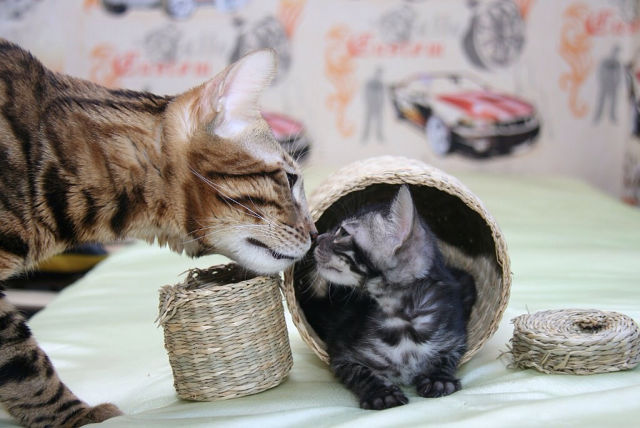 Бенгальские котята