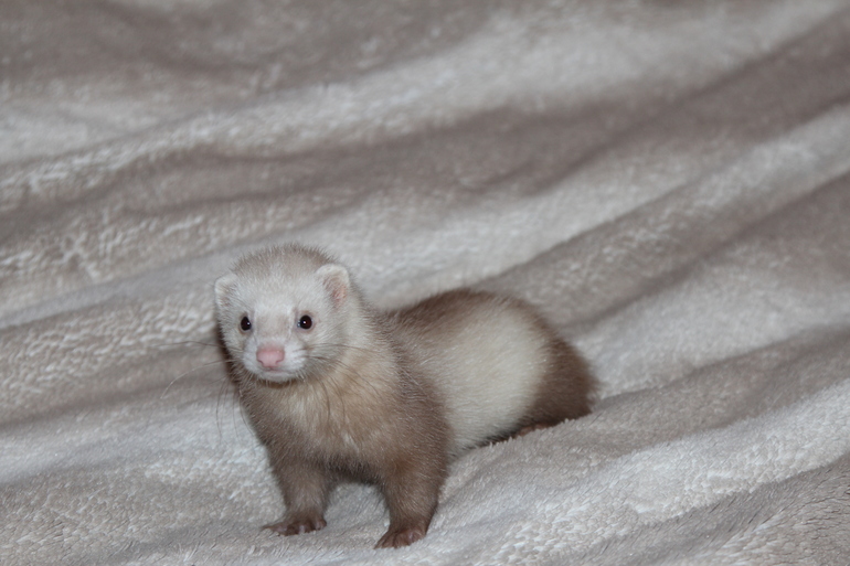 Зверьё моё:)