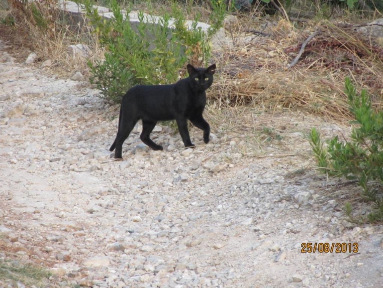 Черногория 2013, Бигова(много фото)