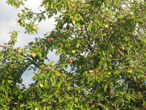 Участок с домом 22 сотки Владимирская область