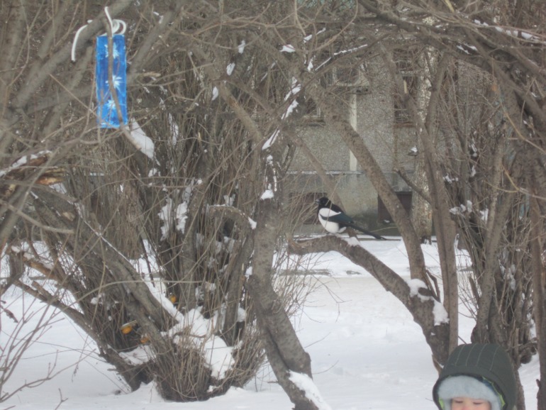 ТН Встречавем зиму. День второй. Зимующие птицы