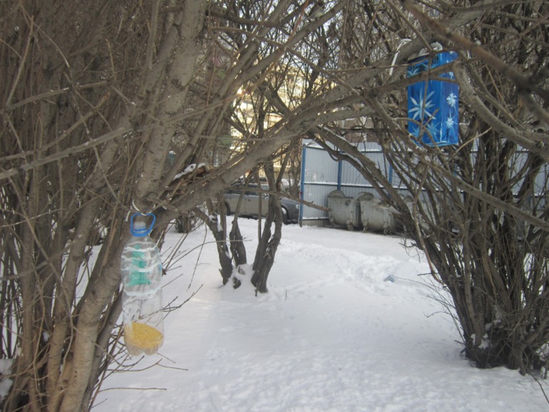 ТН Встречавем зиму. День второй. Зимующие птицы