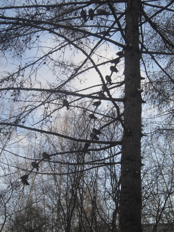 ТН Встречавем зиму. День второй. Зимующие птицы