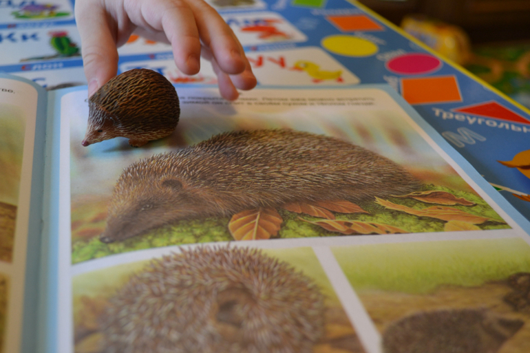 Наши животные