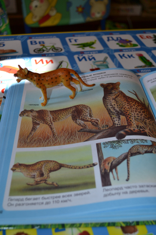 Наши животные