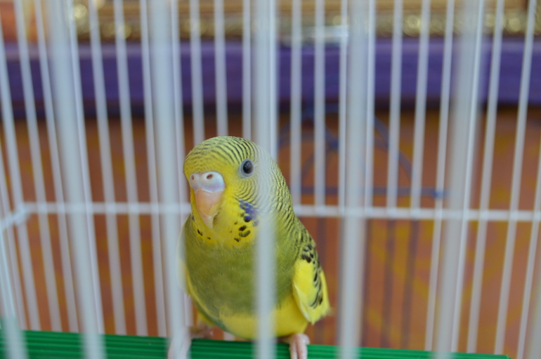 Помогите определить пол волнистика?