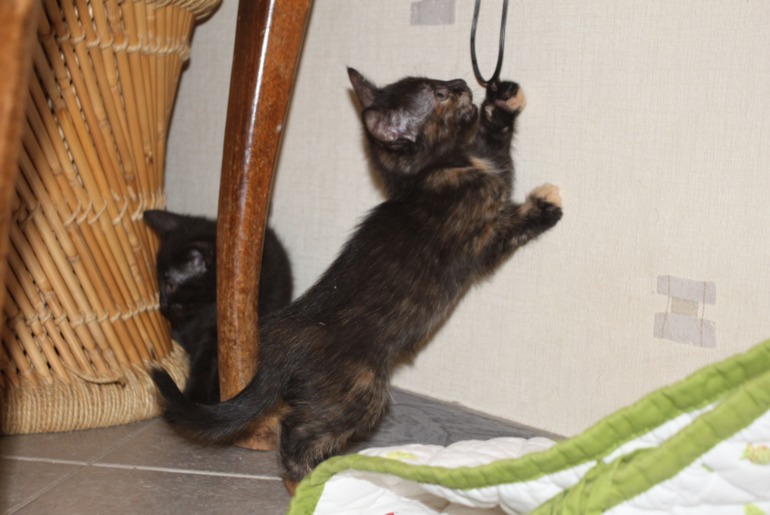 Котятки