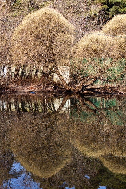 И снова наш лес