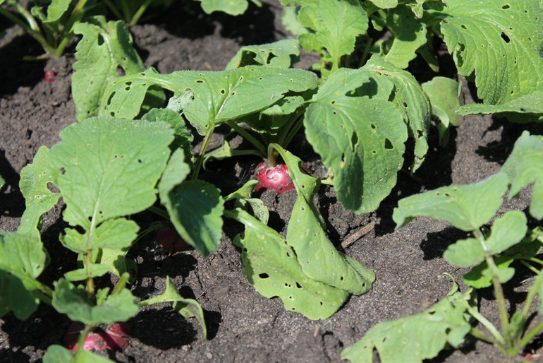 огородное (до отпускное)