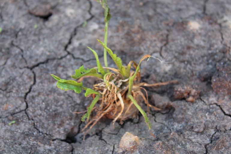 огородное (до отпускное)