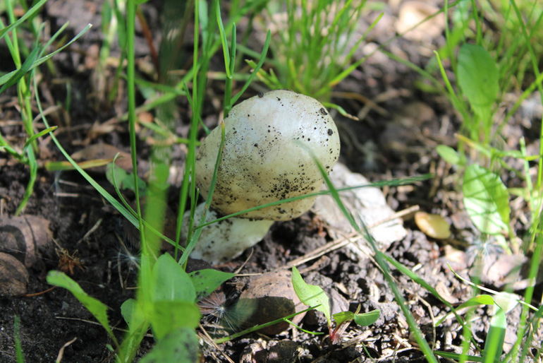 огородное (до отпускное)