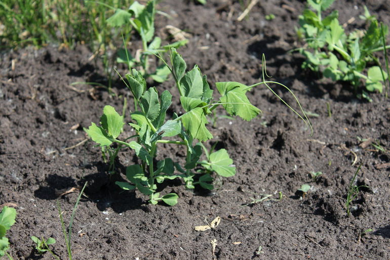 огородное (до отпускное)