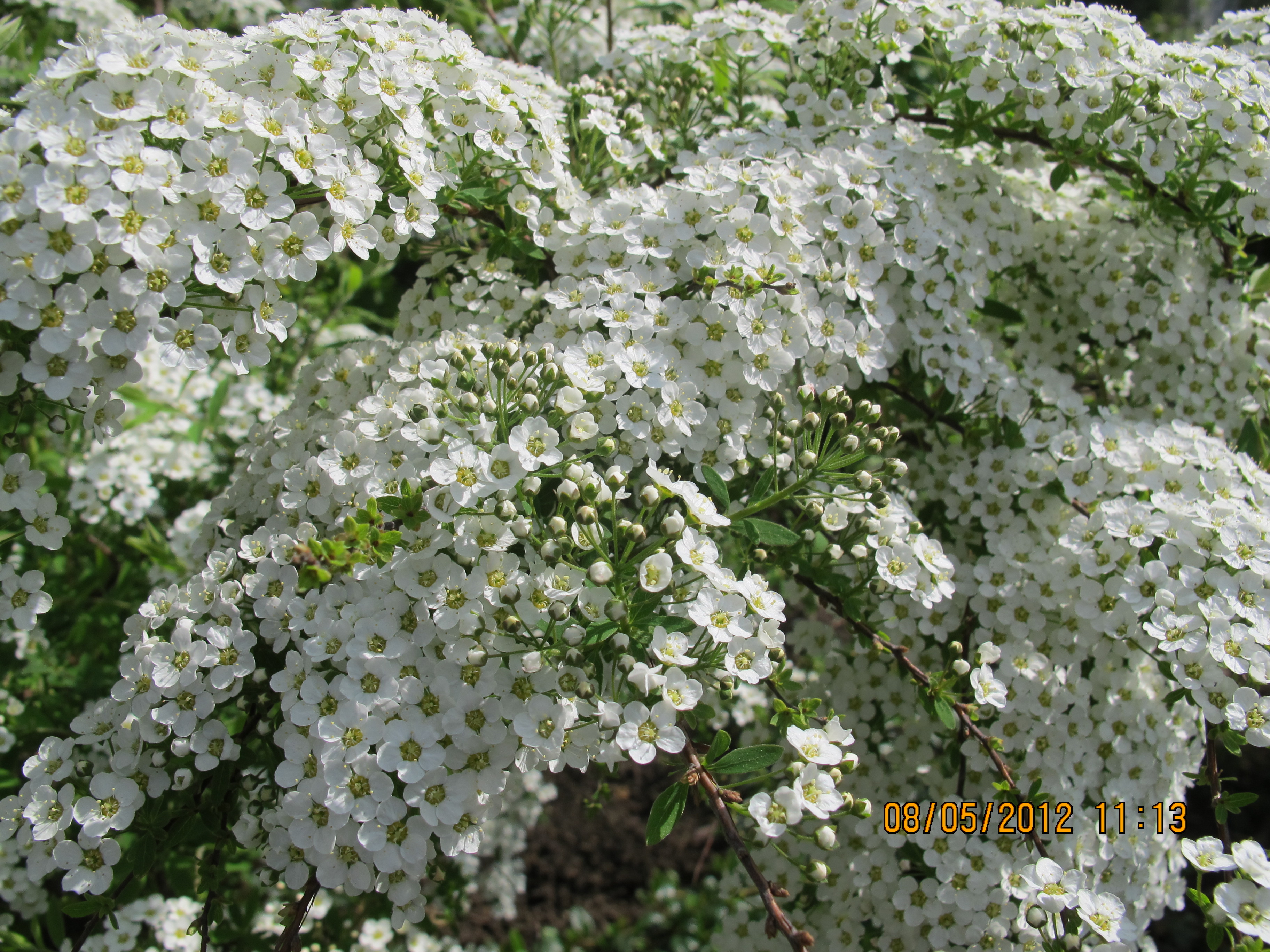 День 3 - Деревья весной