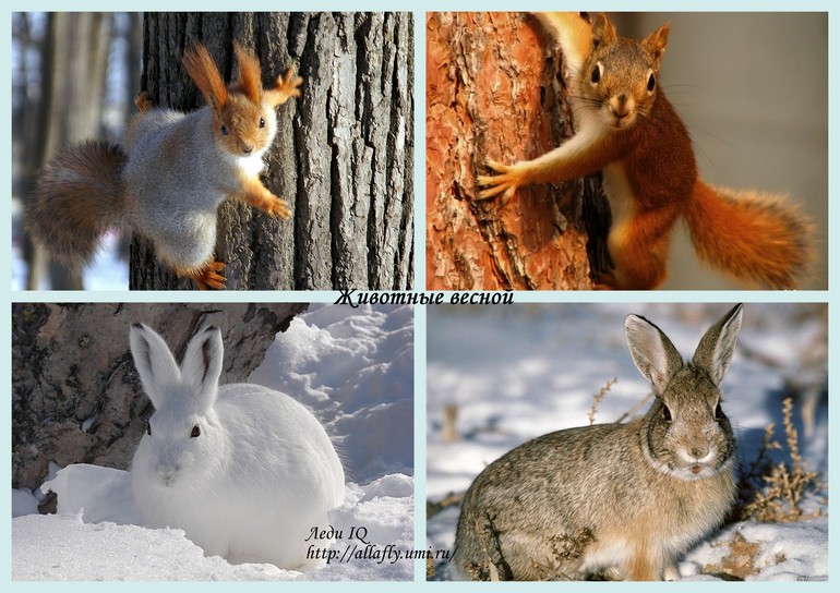 День 5. Животные весной.