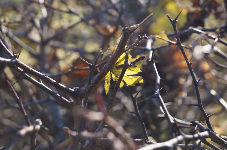 Желтая неделька 3 из 6.