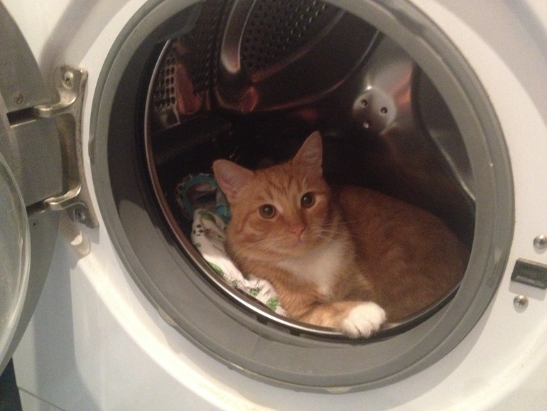 Наш  новый член семьи - катэ