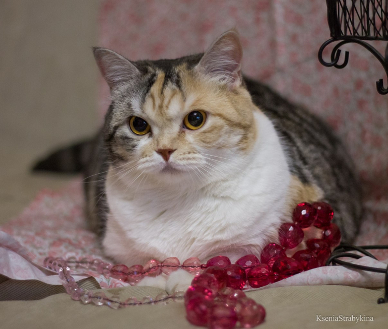 Кошка-найденыш