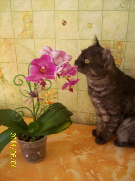 Любитель прекрасного