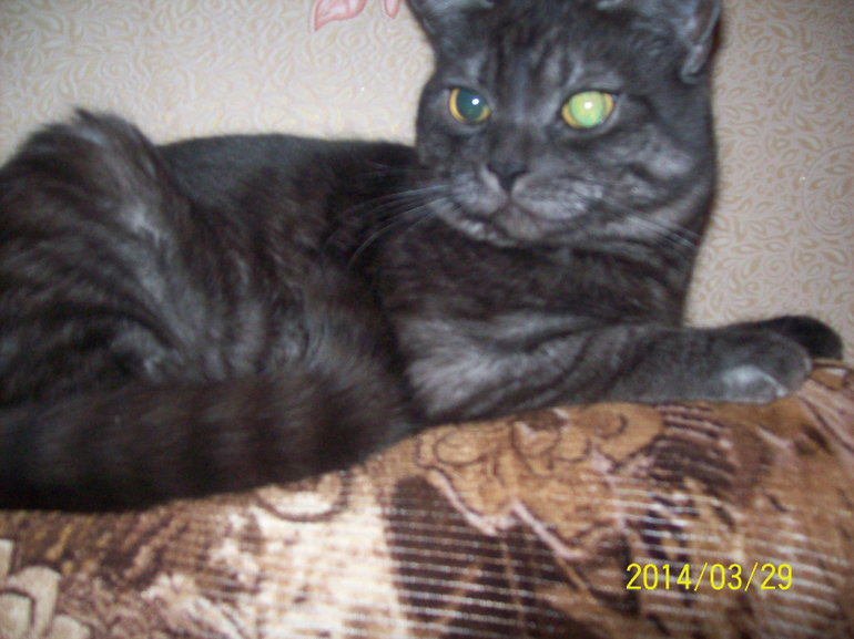 Моя любимая морда.