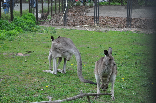 Калининградский Зоопарк