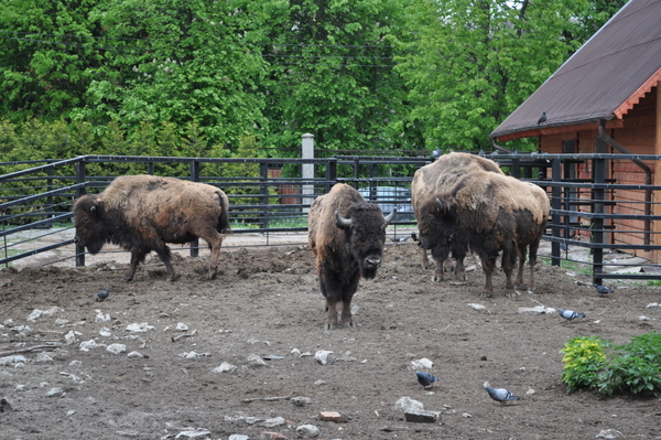 Калининградский Зоопарк