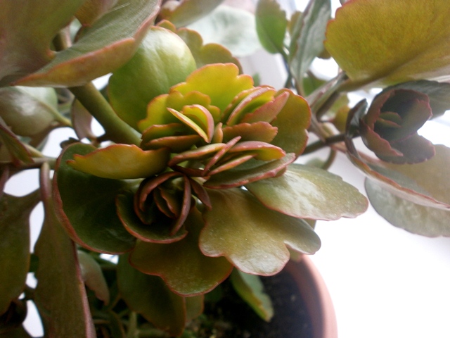 Каланхое странный стал