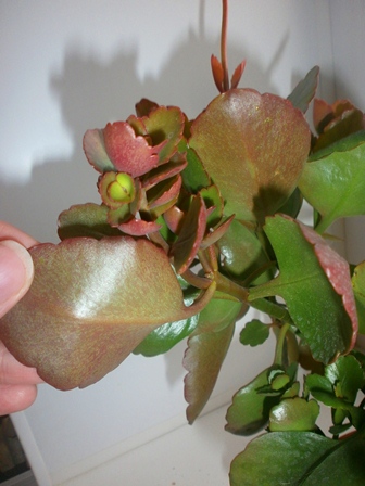 Каланхое странный стал