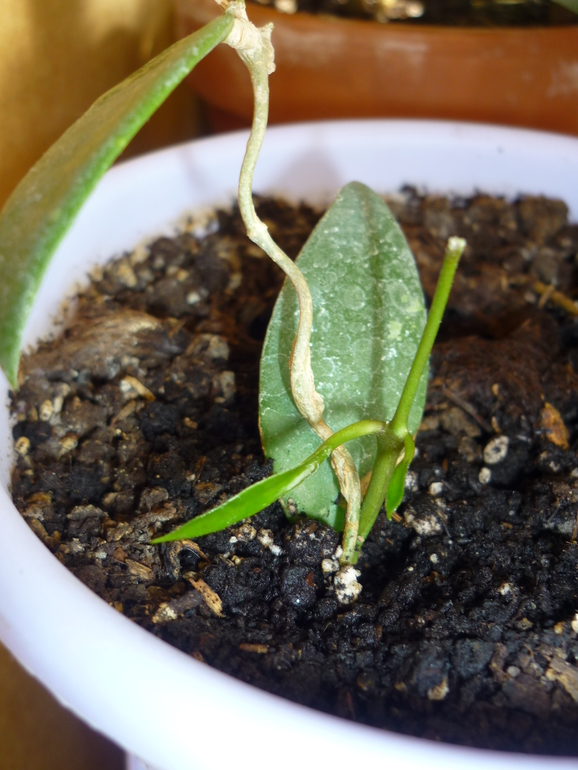 Просыпаются мои хойи)