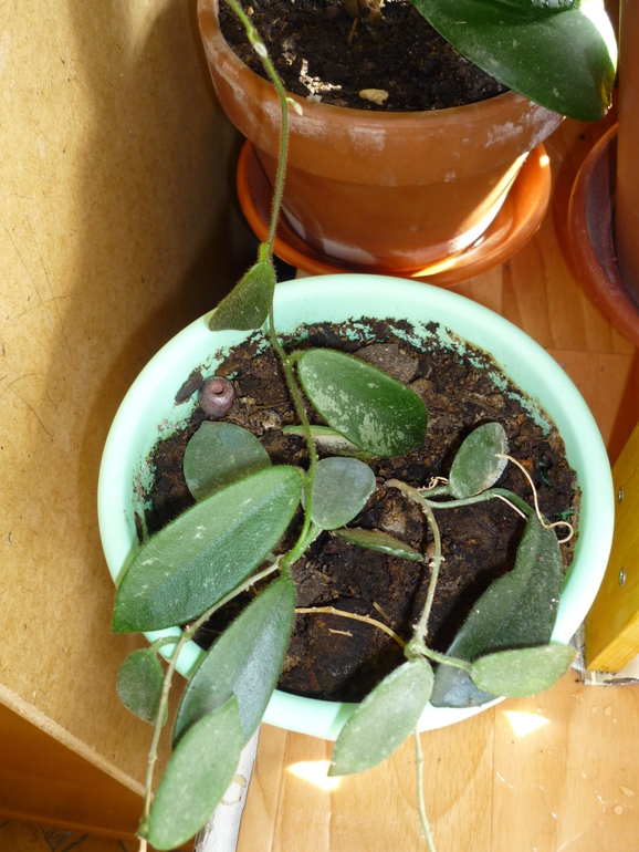 Просыпаются мои хойи)