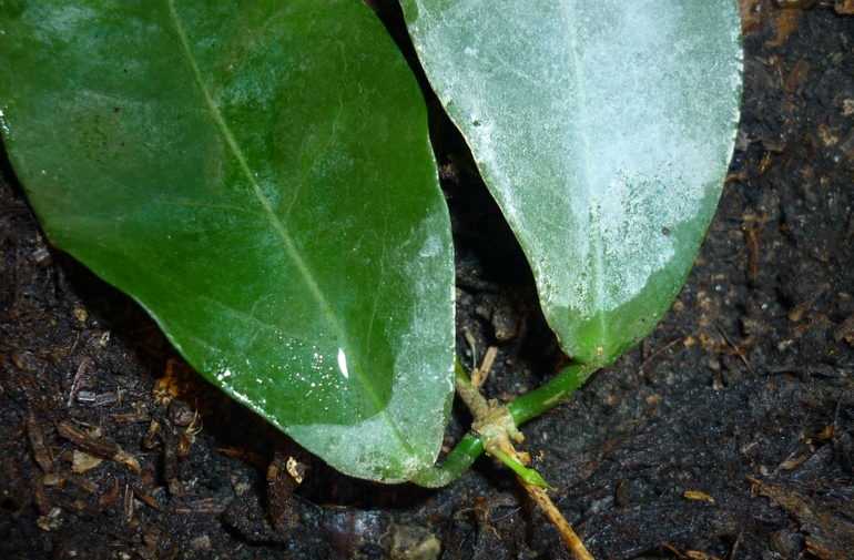 Просыпаются мои хойи)