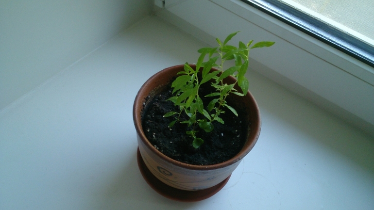 Мой ботанический сад.