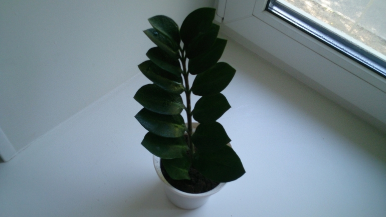 Мой ботанический сад.