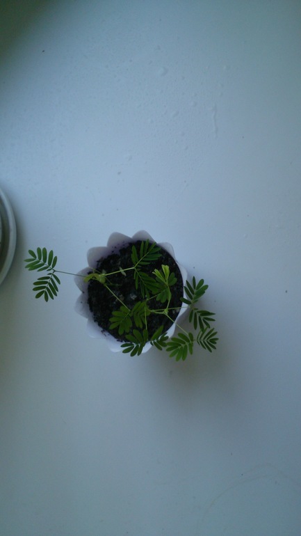 Мой ботанический сад.